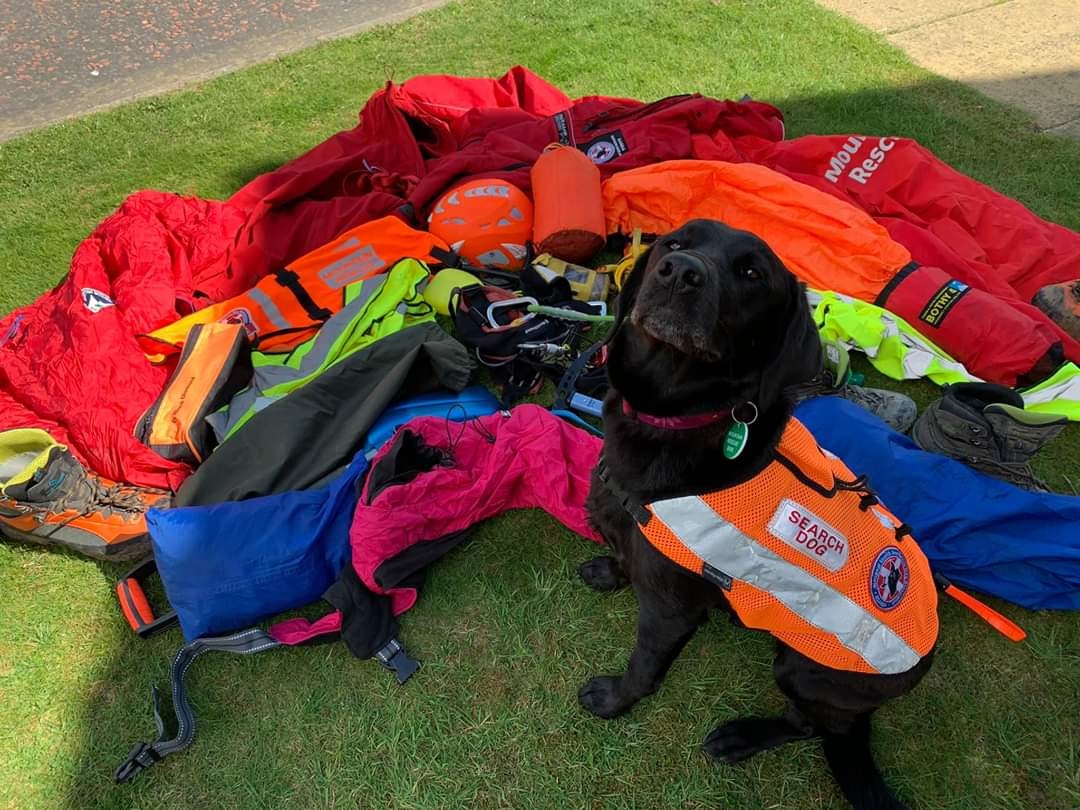 Evie, the mountain rescue dog