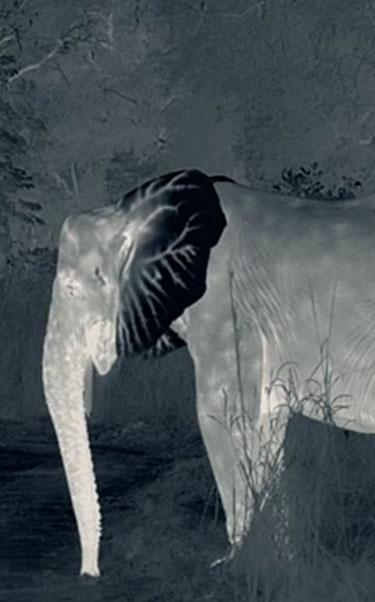 Thermal image of an elephant in the wild