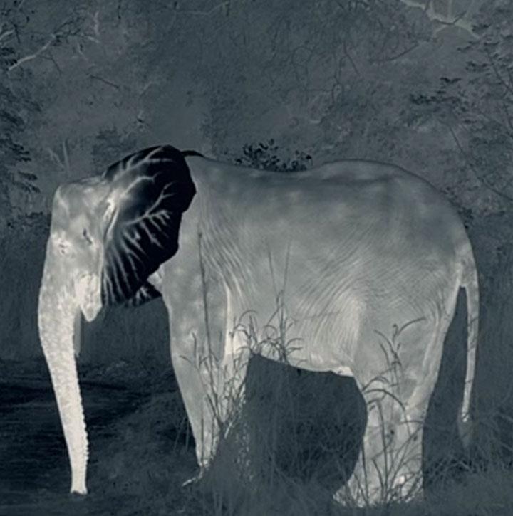 Thermal image of an elephant in the wild