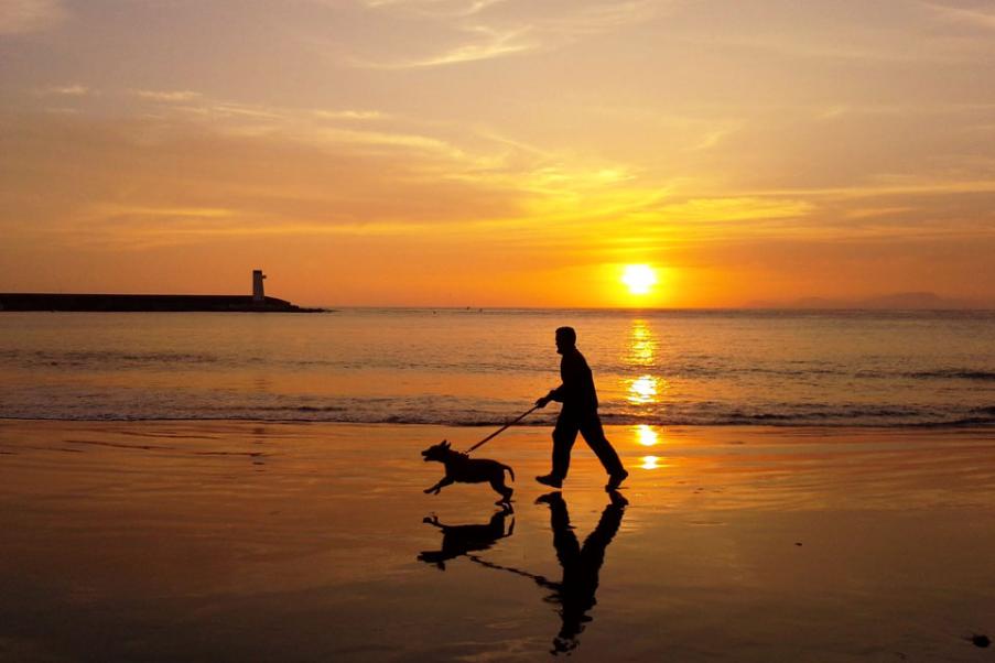 Man walking dog on beach at sunset