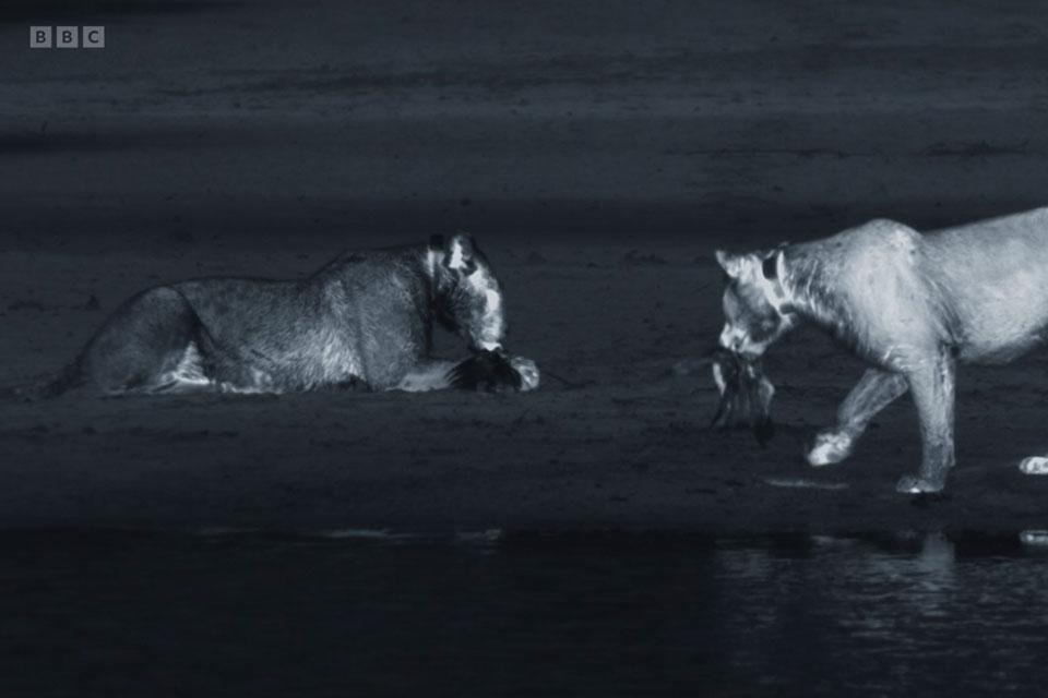 Planet-Earth-III-lions-cormorants_960640