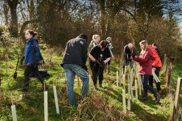 Carma-tree-planting_960640